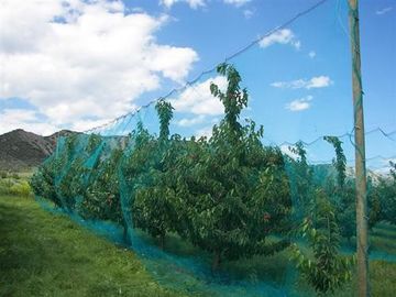 China Urdidura feita malha cobrindo a rede da proteção do saco da malha da tela do inseto da árvore de fruto fornecedor