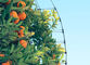 Proteção agrícola com a rede líquida UV da malha do inseto do pomar e anti saraiva para árvores de maçãs fornecedor