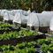 0.3×0.3mm 100% do inseto agrícola UV de Resistat do Virgin malhas líquidas de Greenhous para a fábrica vegetal da rede da tampa do jardim fornecedor