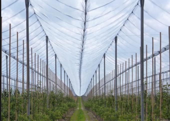 Redes agrícolas da saraiva da estufa da prova da saraiva do OEM anti para árvores de Apple