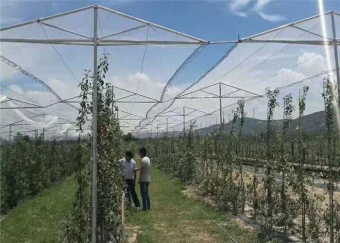 Proteção agrícola com a rede líquida UV da malha do inseto do pomar e anti saraiva para árvores de maçãs