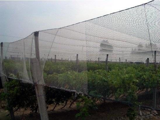 250 do HDPE do inseto medidores de rede 100% da malha para a estufa vegetal agrícola