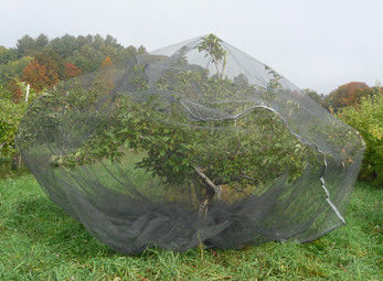 Urdidura feita malha cobrindo a rede da proteção do saco da malha da tela do inseto da árvore de fruto