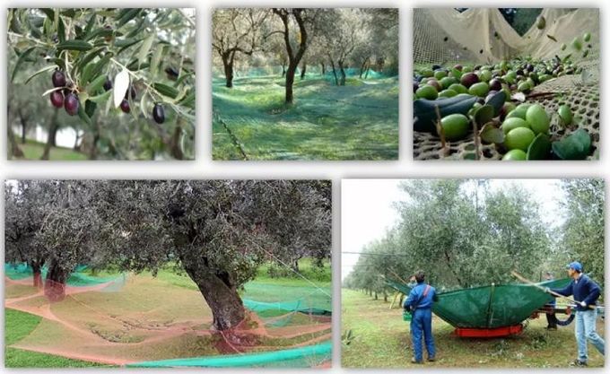 Rede verde-oliva da colheita do HDPE para recolher azeitonas e outros frutos durante estações da colheita